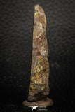 05283 - Nice Polished Section NWA Unclassified L-H Type Ordinary Chondrite Meteorite 34.8g
