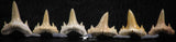 06457 - Great Collection of 6 Brachycarcharias atlasi Sand Tiger Shark Teeth Paleocene