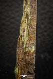 05283 - Nice Polished Section NWA Unclassified L-H Type Ordinary Chondrite Meteorite 34.8g