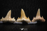 06457 - Great Collection of 6 Brachycarcharias atlasi Sand Tiger Shark Teeth Paleocene