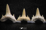 06457 - Great Collection of 6 Brachycarcharias atlasi Sand Tiger Shark Teeth Paleocene