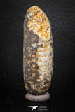 05318 - Top Rare 2.22 Inch Fossilized Silicified Pine Cone EQUICALASTROBUS Eocene Sahara Desert