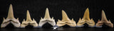 06457 - Great Collection of 6 Brachycarcharias atlasi Sand Tiger Shark Teeth Paleocene