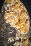 05318 - Top Rare 2.22 Inch Fossilized Silicified Pine Cone EQUICALASTROBUS Eocene Sahara Desert