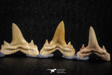 06457 - Great Collection of 6 Brachycarcharias atlasi Sand Tiger Shark Teeth Paleocene