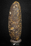 05318 - Top Rare 2.22 Inch Fossilized Silicified Pine Cone EQUICALASTROBUS Eocene Sahara Desert