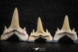 06457 - Great Collection of 6 Brachycarcharias atlasi Sand Tiger Shark Teeth Paleocene