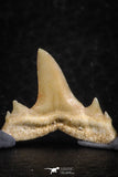 06457 - Great Collection of 6 Brachycarcharias atlasi Sand Tiger Shark Teeth Paleocene