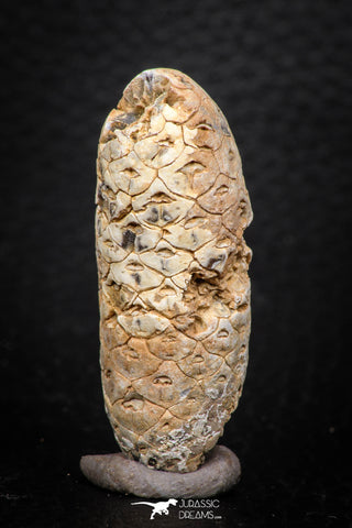 05319 - Top Rare 1.81 Inch Fossilized Silicified Pine Cone EQUICALASTROBUS Eocene Sahara Desert