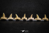 06458 - Great Collection of 7 Brachycarcharias atlasi Sand Tiger Shark Teeth Paleocene