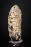 05319 - Top Rare 1.81 Inch Fossilized Silicified Pine Cone EQUICALASTROBUS Eocene Sahara Desert