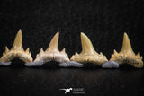 06458 - Great Collection of 7 Brachycarcharias atlasi Sand Tiger Shark Teeth Paleocene