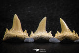 06458 - Great Collection of 7 Brachycarcharias atlasi Sand Tiger Shark Teeth Paleocene