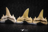 06458 - Great Collection of 7 Brachycarcharias atlasi Sand Tiger Shark Teeth Paleocene