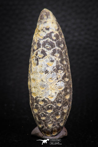 05320 - Top Beautiful 0.55 Inch Fossilized Silicified Pine Cone EQUICALASTROBUS Eocene Sahara Desert