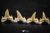 06458 - Great Collection of 7 Brachycarcharias atlasi Sand Tiger Shark Teeth Paleocene