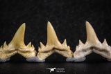 06458 - Great Collection of 7 Brachycarcharias atlasi Sand Tiger Shark Teeth Paleocene