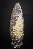 05320 - Top Beautiful 0.55 Inch Fossilized Silicified Pine Cone EQUICALASTROBUS Eocene Sahara Desert