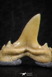 06458 - Great Collection of 7 Brachycarcharias atlasi Sand Tiger Shark Teeth Paleocene