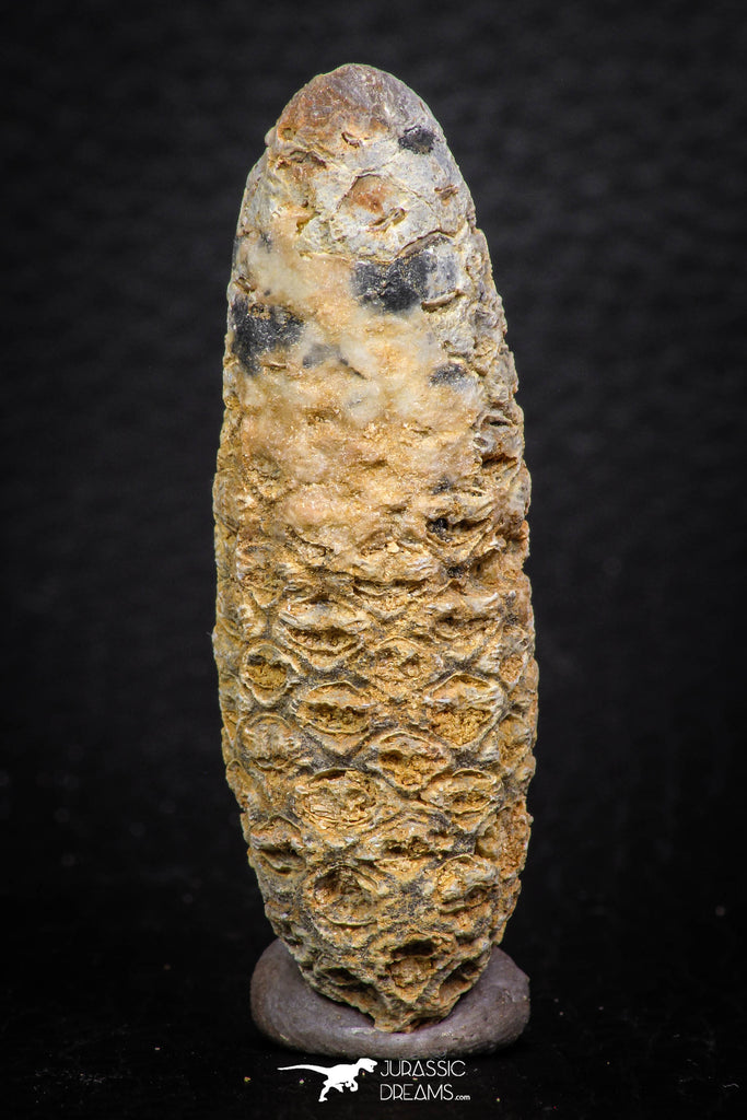 05321 - Nice 0.35 Inch Fossilized Silicified Pine Cone EQUICALASTROBUS Eocene Sahara Desert