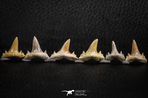 06459 - Great Collection of 6 Brachycarcharias atlasi Sand Tiger Shark Teeth Paleocene