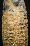 05321 - Nice 0.35 Inch Fossilized Silicified Pine Cone EQUICALASTROBUS Eocene Sahara Desert