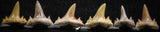 06459 - Great Collection of 6 Brachycarcharias atlasi Sand Tiger Shark Teeth Paleocene