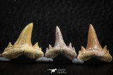 06459 - Great Collection of 6 Brachycarcharias atlasi Sand Tiger Shark Teeth Paleocene