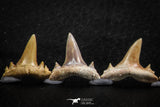 06459 - Great Collection of 6 Brachycarcharias atlasi Sand Tiger Shark Teeth Paleocene