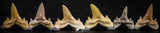 06459 - Great Collection of 6 Brachycarcharias atlasi Sand Tiger Shark Teeth Paleocene