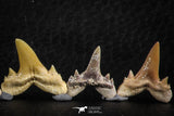 06459 - Great Collection of 6 Brachycarcharias atlasi Sand Tiger Shark Teeth Paleocene