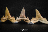 06459 - Great Collection of 6 Brachycarcharias atlasi Sand Tiger Shark Teeth Paleocene