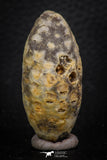 05322 - Nice 1.80 Inch Fossilized Silicified Pine Cone EQUICALASTROBUS Eocene Sahara Desert