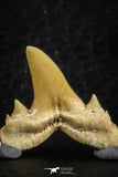 06459 - Great Collection of 6 Brachycarcharias atlasi Sand Tiger Shark Teeth Paleocene