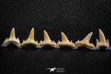 06460 - Great Collection of 6 Brachycarcharias atlasi Sand Tiger Shark Teeth Paleocene