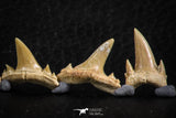 06460 - Great Collection of 6 Brachycarcharias atlasi Sand Tiger Shark Teeth Paleocene