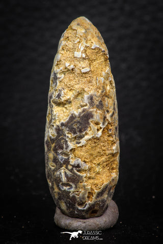 05323 - Beautiful 1.78 Inch Fossilized Silicified Pine Cone EQUICALASTROBUS Eocene Sahara Desert