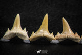 06460 - Great Collection of 6 Brachycarcharias atlasi Sand Tiger Shark Teeth Paleocene