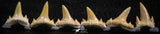 06460 - Great Collection of 6 Brachycarcharias atlasi Sand Tiger Shark Teeth Paleocene