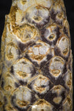 05323 - Beautiful 1.78 Inch Fossilized Silicified Pine Cone EQUICALASTROBUS Eocene Sahara Desert