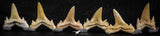 06460 - Great Collection of 6 Brachycarcharias atlasi Sand Tiger Shark Teeth Paleocene