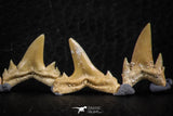 06460 - Great Collection of 6 Brachycarcharias atlasi Sand Tiger Shark Teeth Paleocene