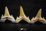 06460 - Great Collection of 6 Brachycarcharias atlasi Sand Tiger Shark Teeth Paleocene