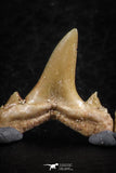 06460 - Great Collection of 6 Brachycarcharias atlasi Sand Tiger Shark Teeth Paleocene