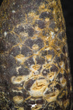 05324 - Well Preserved 1.78 Inch Fossilized Silicified Pine Cone EQUICALASTROBUS Eocene Sahara Desert
