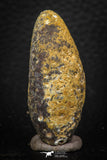 05324 - Well Preserved 1.78 Inch Fossilized Silicified Pine Cone EQUICALASTROBUS Eocene Sahara Desert