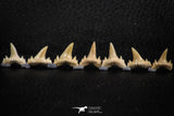 06461 - Great Collection of 7 Brachycarcharias atlasi Sand Tiger Shark Teeth Paleocene