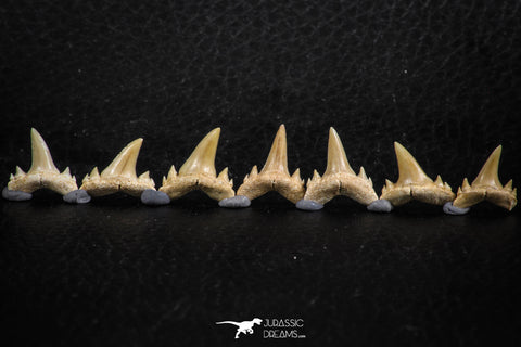 06461 - Great Collection of 7 Brachycarcharias atlasi Sand Tiger Shark Teeth Paleocene