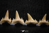 06461 - Great Collection of 7 Brachycarcharias atlasi Sand Tiger Shark Teeth Paleocene