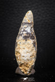 05325 - Top Rare 1.96 Inch Fossilized Silicified Pine Cone EQUICALASTROBUS Eocene Sahara Desert